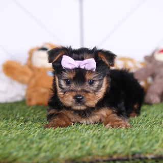 Lily - Available 3/12