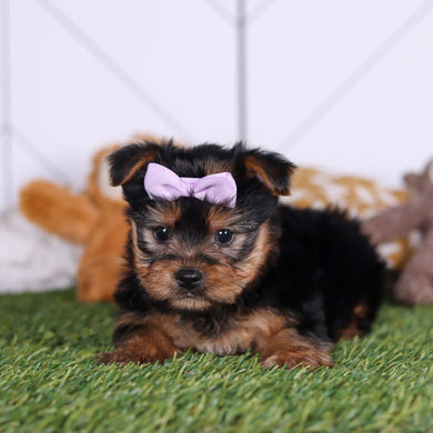 Lily - Available 3/12