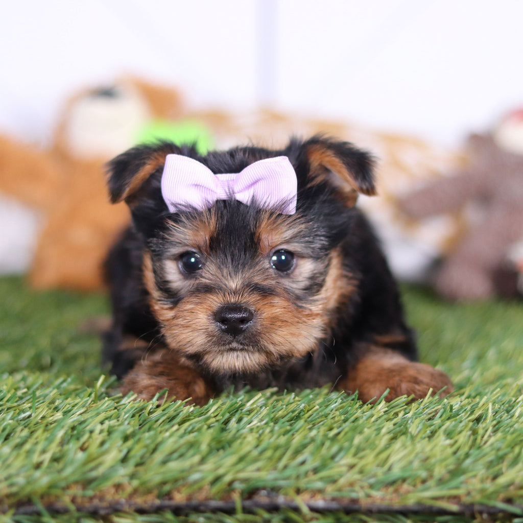 Lily - Available 3/12