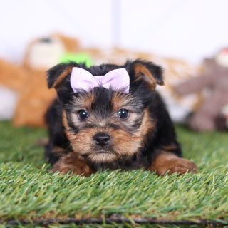 Lily - Available 3/12