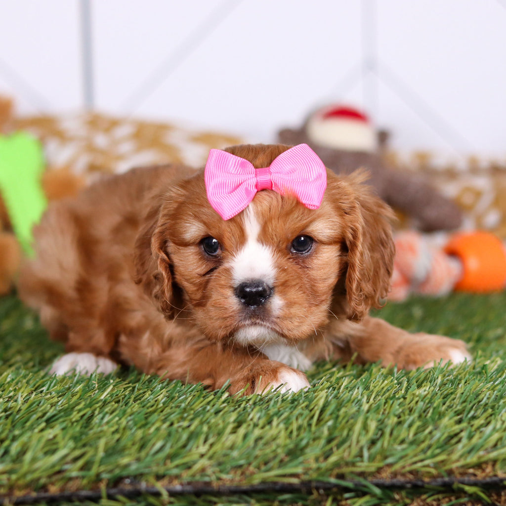 Petal - Available 3/19