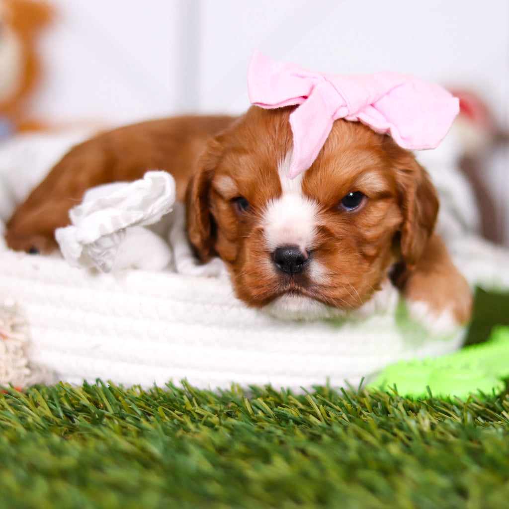 Petal - Available 3/19