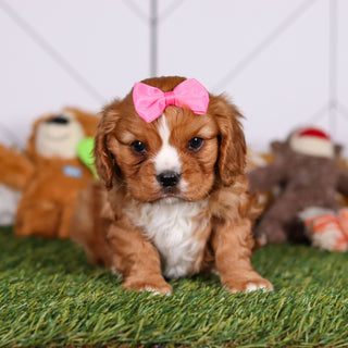 Petal - Available 3/19