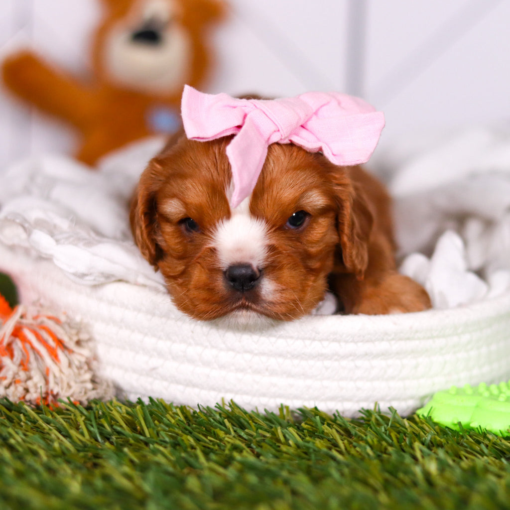 Petal - Available 3/19