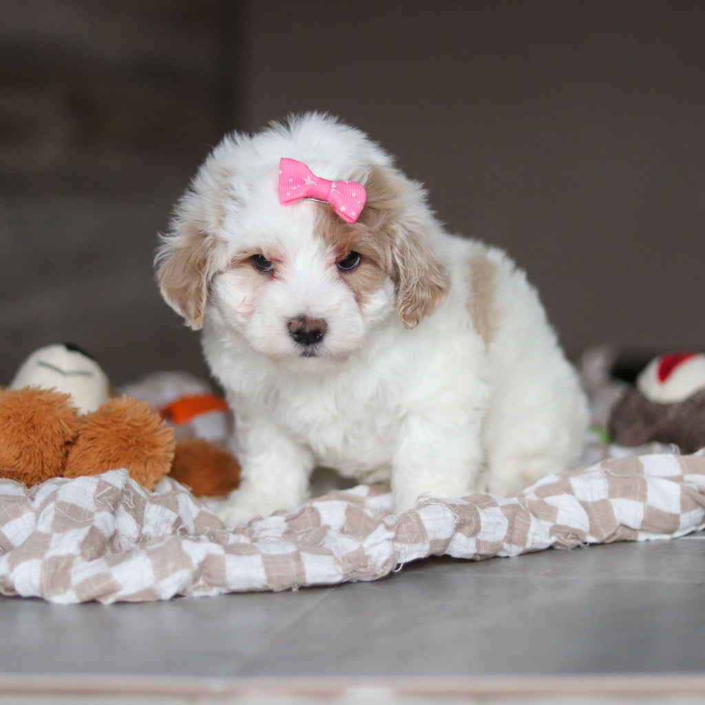 Hendrick - Available 3/19