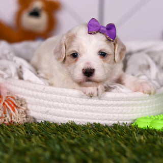 Helen - Available 3/19