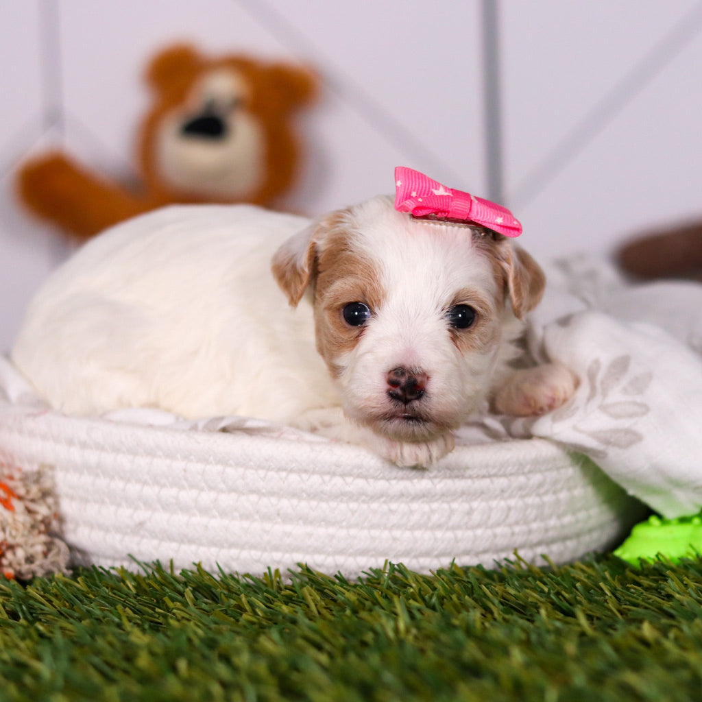 Hannah - Available 3/19