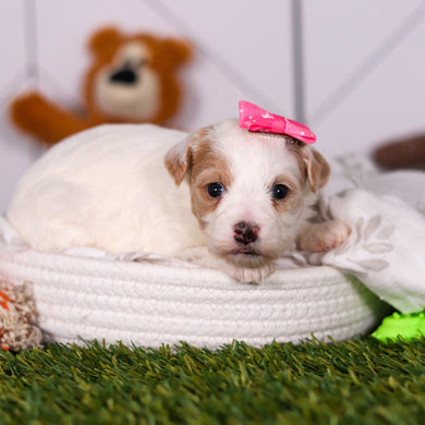 Hannah - Available 3/19