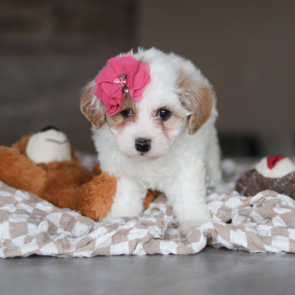 Hannah - Available 3/19