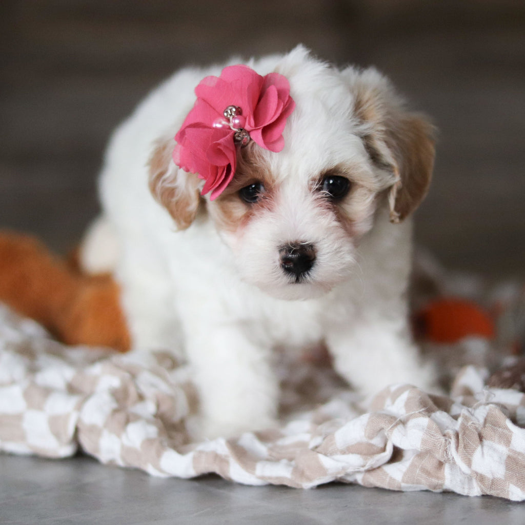 Hannah - Available 3/19