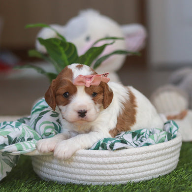 Reagan - Available 4/30