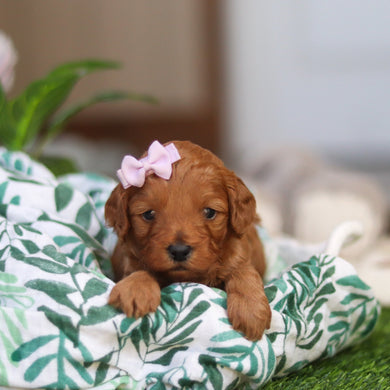 Ramona - Available 4/30