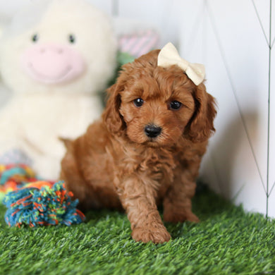 Ramona - Available 4/30