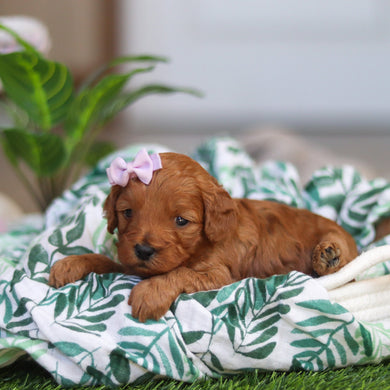 Ramona - Available 4/30