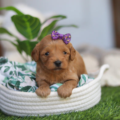 Rosalie - Available 4/30