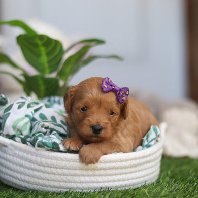 Rosalie - Available 4/30