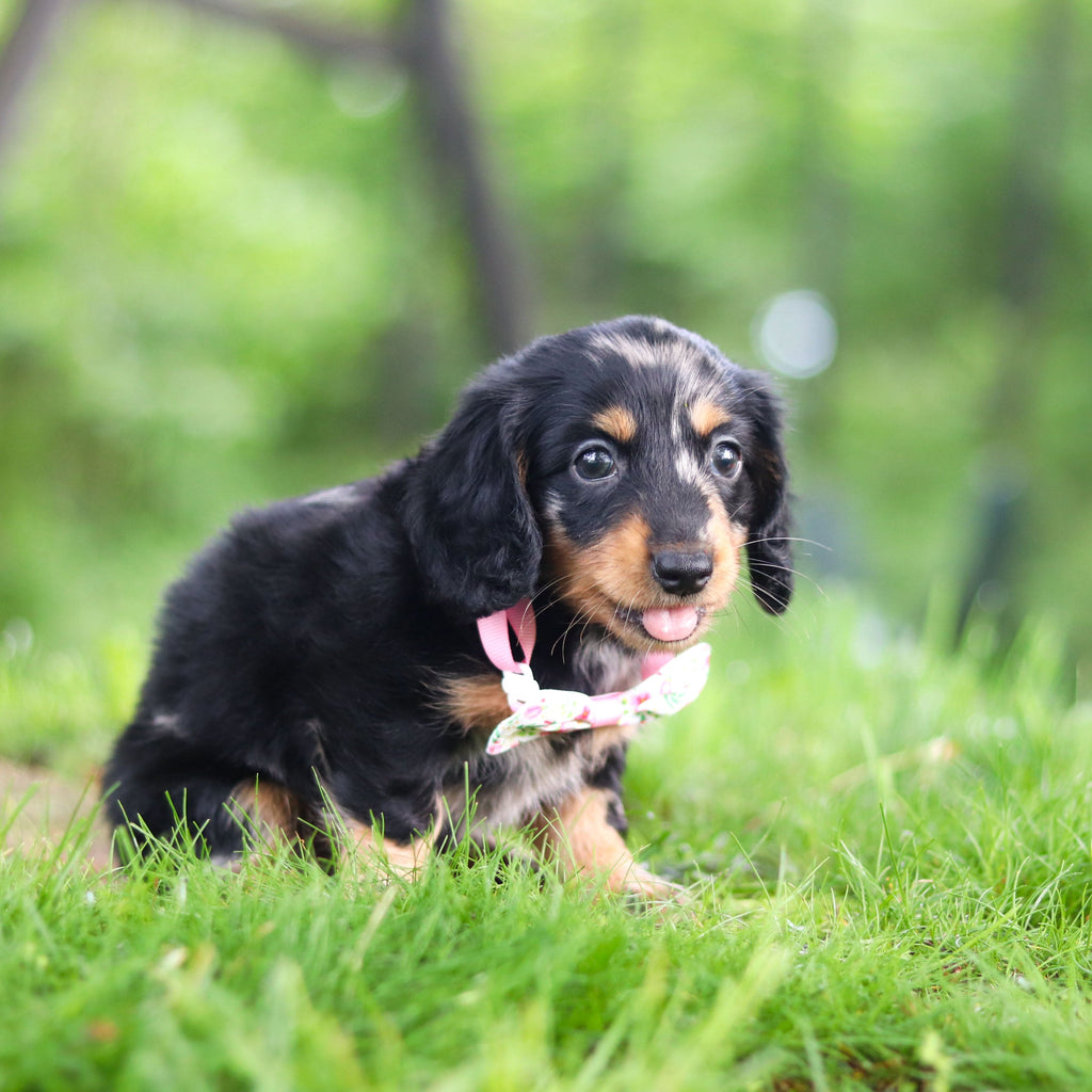 Pepper - Available 6/11