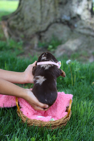 Darla - Available 6/5