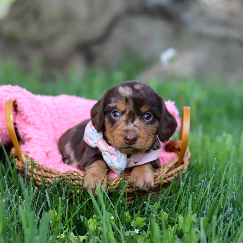 Darla - Available 6/5
