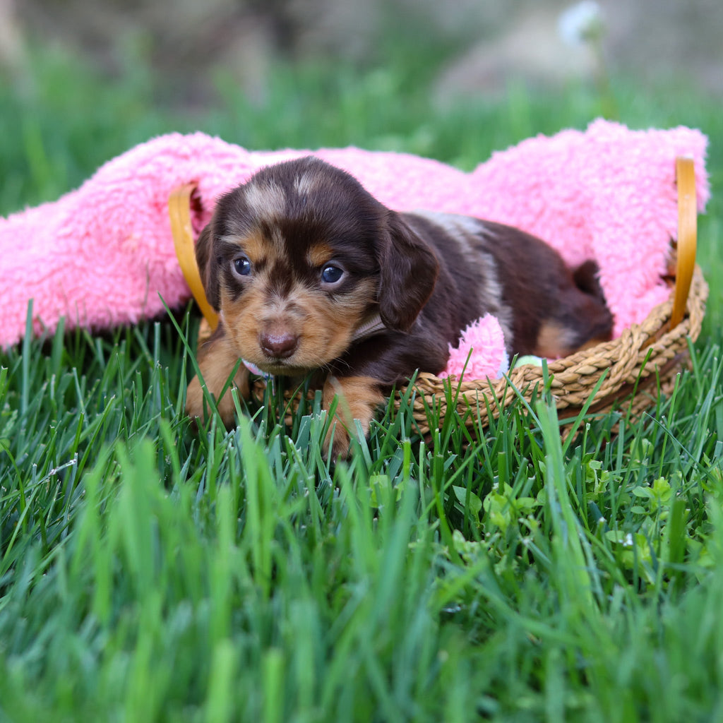 Darla - Available 6/5
