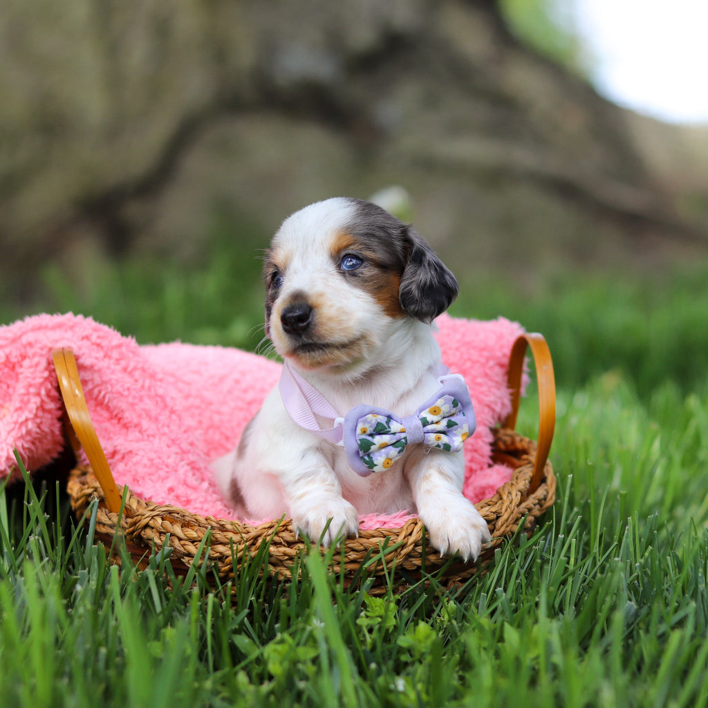 Dulce - Available 6/4