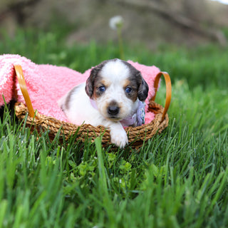 Dulce - Available 6/4