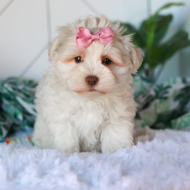 Ruth - Available 3/26