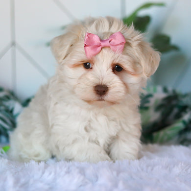 Ruth - Available 3/26