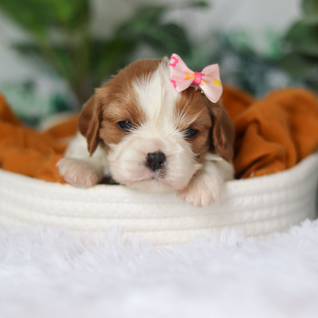 Annette - Available 4/9