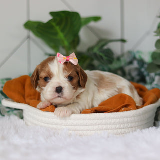 Annette - Available 4/9