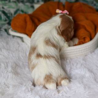 Annette - Available 4/9