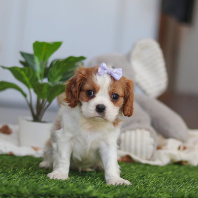 Annette - Available 4/9