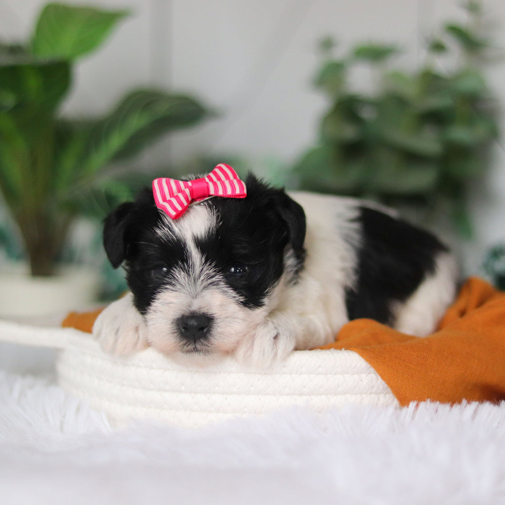 Trixie - Available 4/9