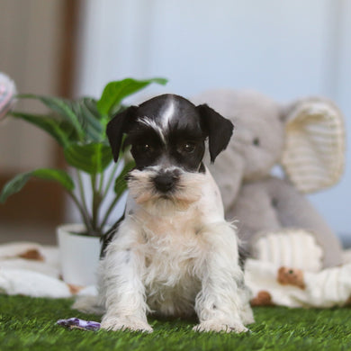 Trixie - Available 4/9