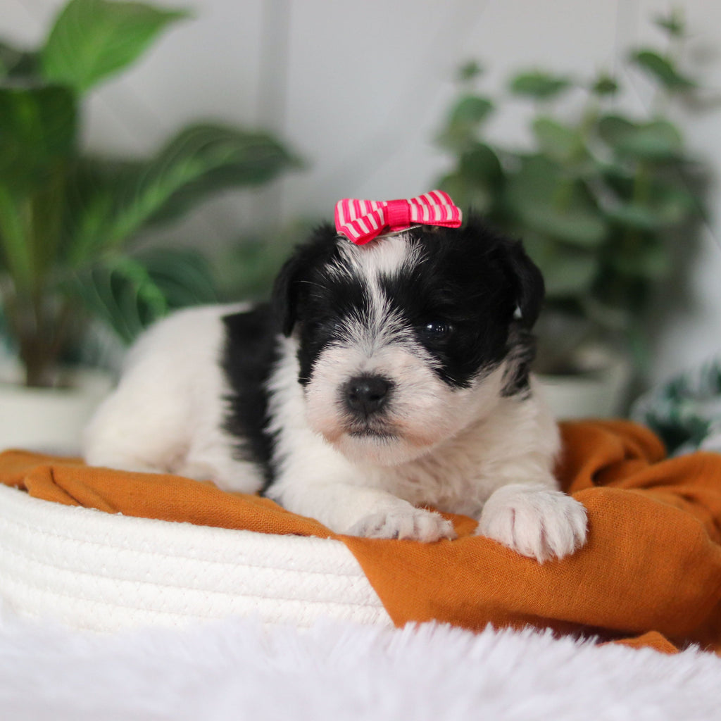 Trixie - Available 4/9