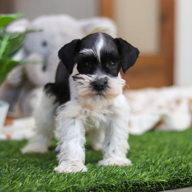 Trixie - Available 4/9