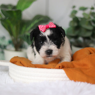 Trixie - Available 4/9