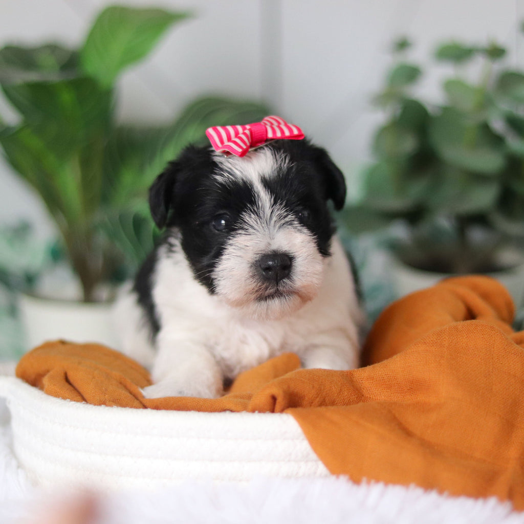 Trixie - Available 4/9