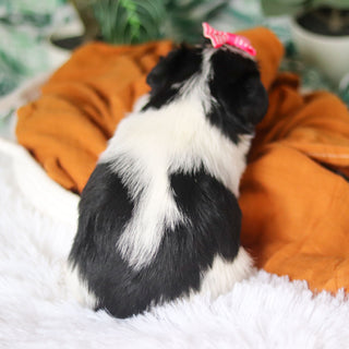 Trixie - Available 4/9