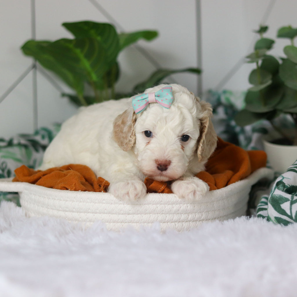 Clarice - Available 4/9