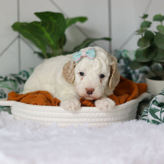 Clarice - Available 4/9