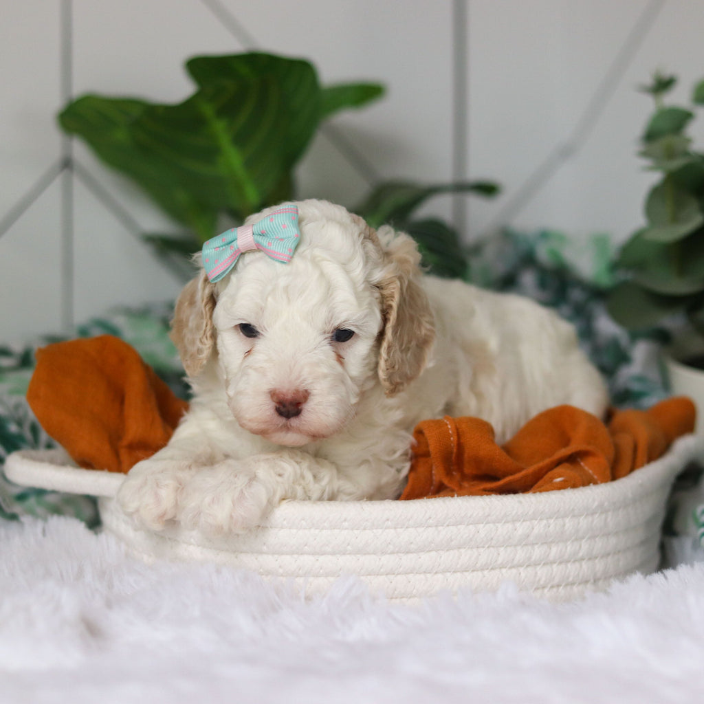 Clarice - Available 4/9