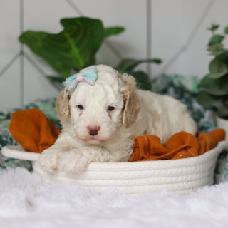 Clarice - Available 4/9