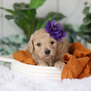 Coraline - Available 4/9