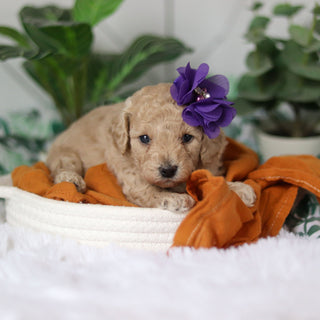 Coraline - Available 4/9