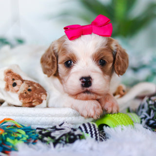 Chrissy - Available 4/16