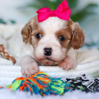 Chrissy - Available 4/16