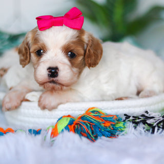 Chrissy - Available 4/16