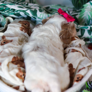 Chrissy - Available 4/16