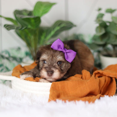 Tammy - Available 4/9